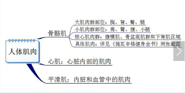 你真的認(rèn)識(shí)你身體的肌肉嗎？